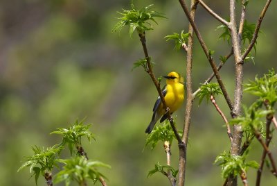 Blue-winged Warbler