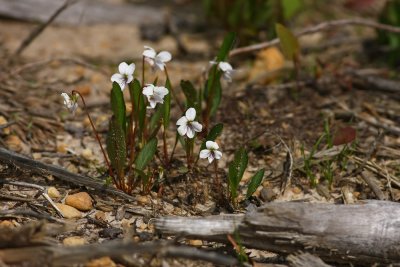 Viola lanceolata- Lance-leaved Violet