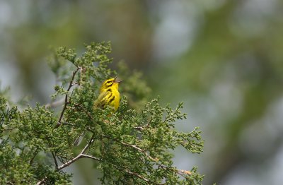 Prairie Warbler (male)