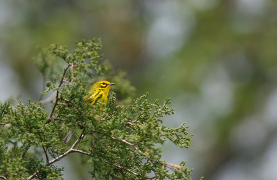 Prairie Warbler (male)