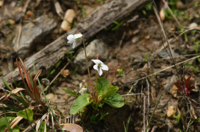 Viola primulifolia- Primrose-leaved Violet