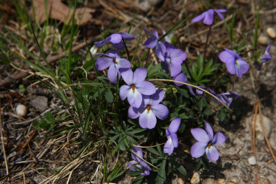 Viola pedata (Bird's Foot Violet)