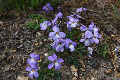 Viola pedata (Bird's Foot Violet)