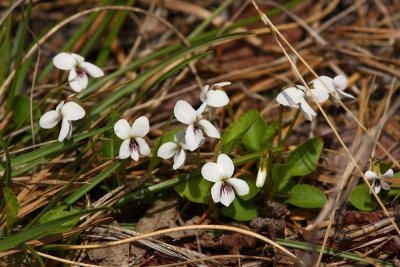 Viola primulifolia- Primrose-leaved Violet