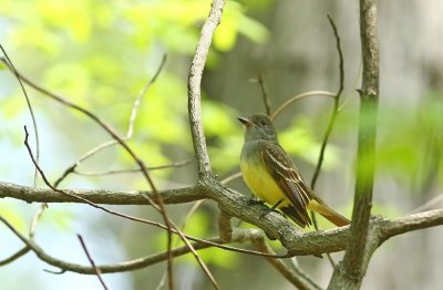 Great-crested Flycatcher