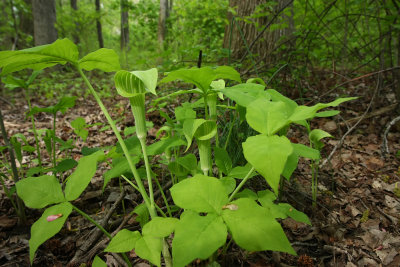 Arisaema triphyllum (Jack-in-the-Pulpit)