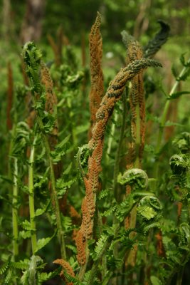 Osmunda cinnamomea (Cinnamon Fern)