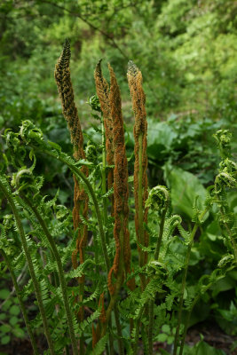 Osmunda cinnamomea (Cinnamon Fern)
