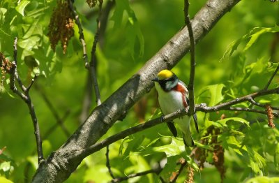 Chestnut-sided Warbler (male)