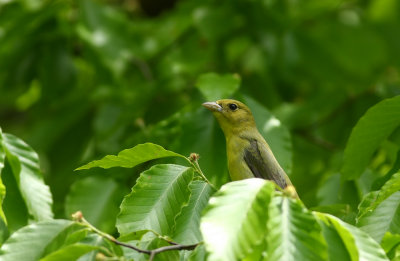 Scarlet Tanager (female)