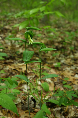 Uvularia perfoliata (Large Bellwort)