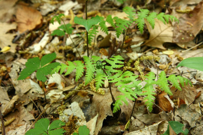 Phegopteris hexagonoptera (Broad Beech Fern)