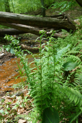 Dryopteris cristata (Crested Wood Fern)