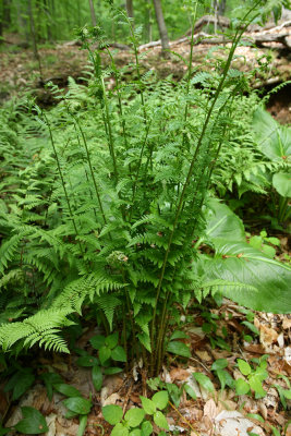 Dryopteris cristata- Crested Wood Fern