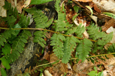 Dryopteris cristata- Crested Wood Fern (Last year's fertile fronds)