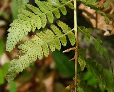 Dryopteris cristata- Crested Wood Fern (Last year's fertile fronds)