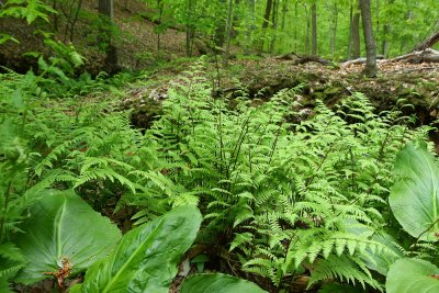 Athyrium filix-femina- Lady Fern