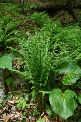 Dryopteris cristata- Crested Wood Fern