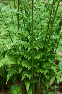 Dryopteris cristata- Crested Wood Fern