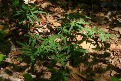 Cardamine laciniata (Cut-leaved Toothwort)