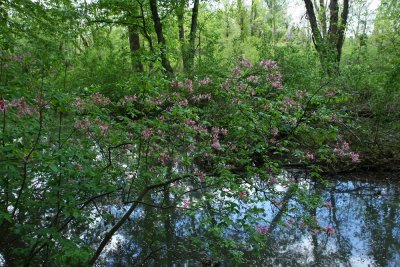 Rhododendron periclymenoides- Pinxterbloom Azalea