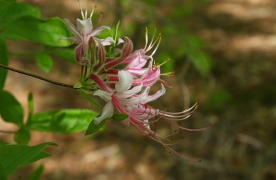 Rhododendron periclymenoides- Pinxterbloom Azalea