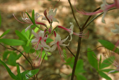 Rhododendron periclymenoides- Pinxterbloom Azalea