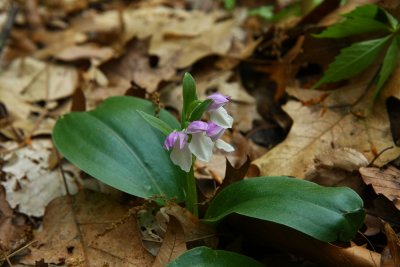 Galearis spectabilis (Showy Orchis)