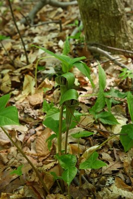 Arisaema triphyllum (Jack-in-the-Pulpit)