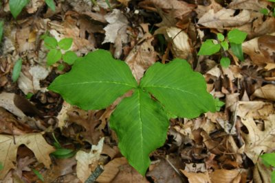 Arisaema triphyllum (Jack-in-the-Pulpit)