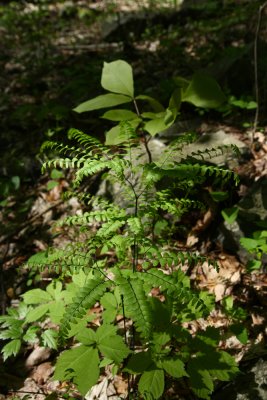 Panax quinquefolius (American Ginseng) and Adiantum pedatum (Northern Maidenhair Fern)