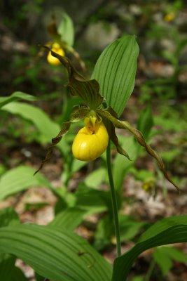 Cypripedium parviflorum var. pubescens- Greater Yellow Lady's Slipper