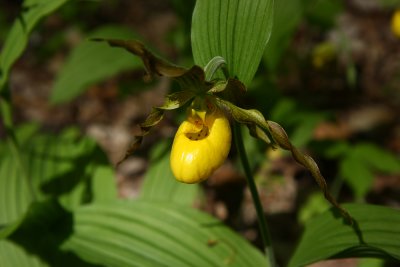 Cypripedium parviflorum var. pubescens- Greater Yellow Lady's Slipper