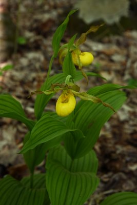 Cypripedium parviflorum var. pubescens- Greater Yellow Lady's Slipper