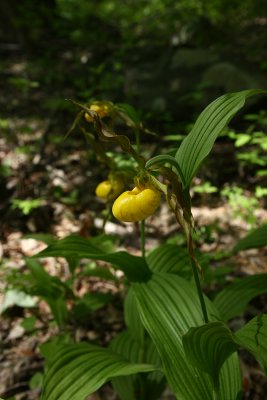Cypripedium parviflorum var. pubescens- Greater Yellow Lady's Slipper