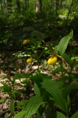 Cypripedium parviflorum var. pubescens- Greater Yellow Lady's Slipper