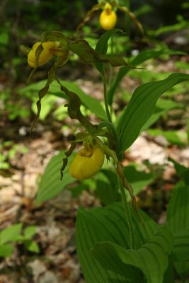 Cypripedium parviflorum var. pubescens- Greater Yellow Lady's Slipper