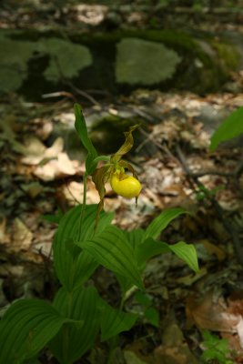 Cypripedium parviflorum var. pubescens- Greater Yellow Lady's Slipper
