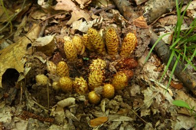 Conopholis americana- Squawroot