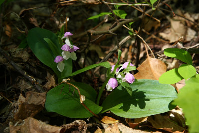 Galearis spectabilis (Showy Orchis)