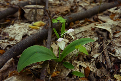 Galearis spectabilis (Showy Orchis)