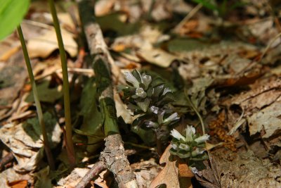 Obolaria virginica (Virginia Pennywort)