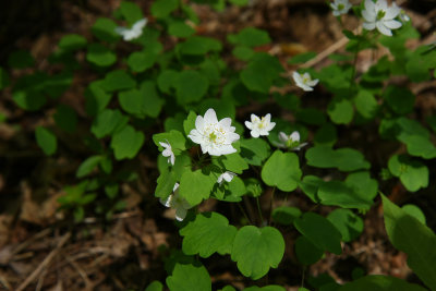 Anemonella thalictroides (Rue Anemone)