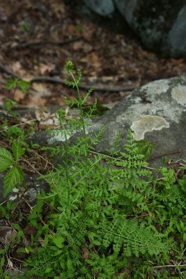 Woodsia obtusa- Blunt-lobed Woodsia