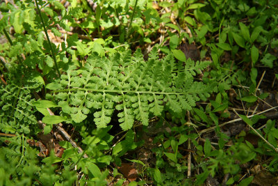 Woodsia obtusa- Blunt-lobed Woodsia