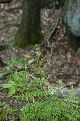 Woodsia obtusa- Blunt-lobed Woodsia