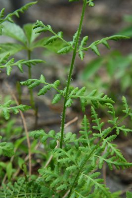 Woodsia obtusa- Blunt-lobed Woodsia