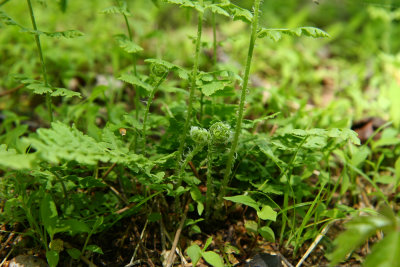 Woodsia obtusa- Blunt-lobed Woodsia