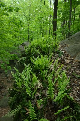 Polypodium sp. (Rock Polypody)