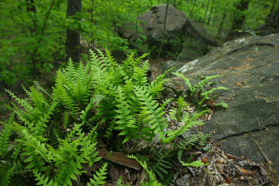 Polypodium sp. (Rock Polypody)